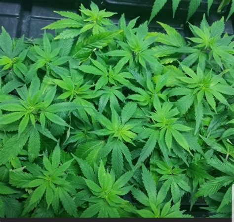 Cloud City Clones has one of the best selections of Cannabis clones and teens on the West Coast. . Clones for sale no minimum